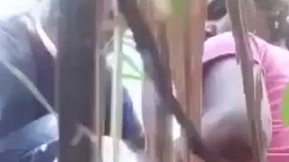 Village Couple Fucking In The Sugarcane Field, Moaning And Sweating Under The Hot Sun