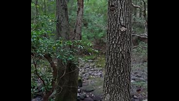 Forest Pussy Filled Deep By That Freaky Florida Slut